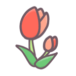 チューリップのイラストで背景は透明