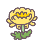 菊の花のイラストで背景は透明